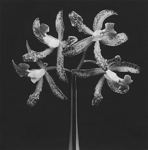 Robert MAPPLETHORPE