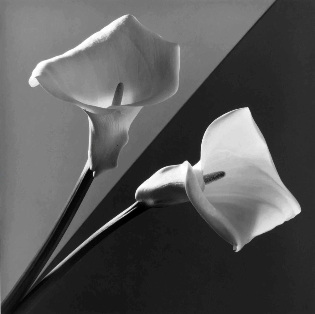 Robert MAPPLETHORPE