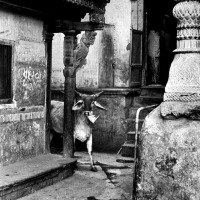 Henri CARTIER-BRESSON