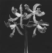 Robert MAPPLETHORPE